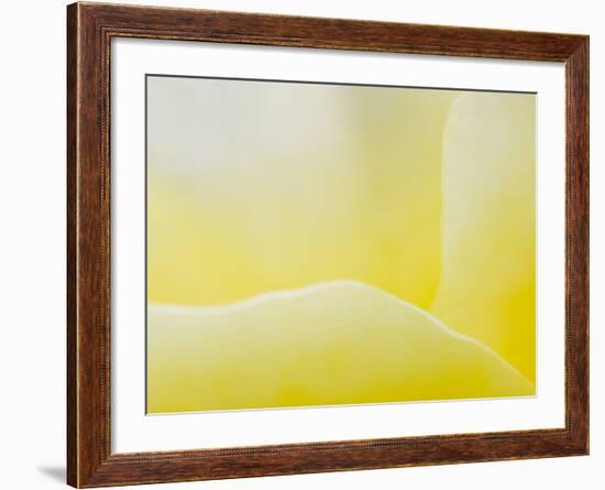 Garden Rose, California, Usa-Paul Colangelo-Framed Photographic Print