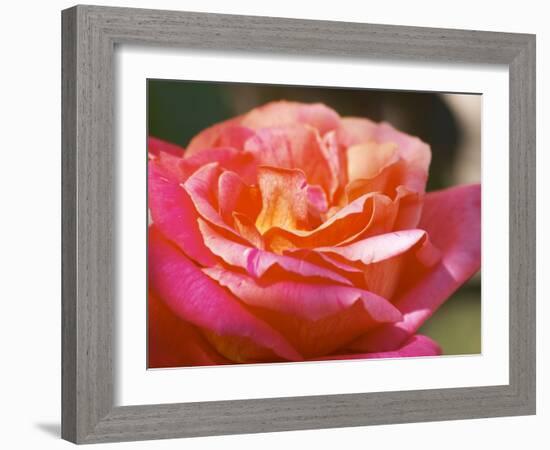 Garden Roses, Clos Des Iles, Le Brusc, Var, Cote d'Azur, France-Per Karlsson-Framed Photographic Print