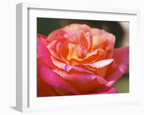 Garden Roses, Clos Des Iles, Le Brusc, Var, Cote d'Azur, France-Per Karlsson-Framed Photographic Print