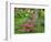 Garden Scene in New Brunswick, Canada-Ellen Anon-Framed Photographic Print