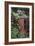 Garden Shed-Archie Young-Framed Photographic Print