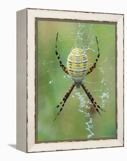 Garden Spider in Web, Grose Property at Fortunes Rocks, Biddeford, Maine, USA-Jerry & Marcy Monkman-Framed Premier Image Canvas