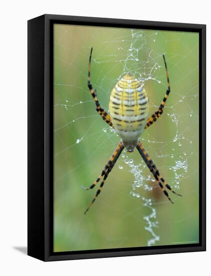 Garden Spider in Web, Grose Property at Fortunes Rocks, Biddeford, Maine, USA-Jerry & Marcy Monkman-Framed Premier Image Canvas