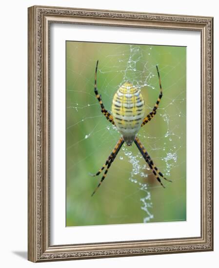 Garden Spider in Web, Grose Property at Fortunes Rocks, Biddeford, Maine, USA-Jerry & Marcy Monkman-Framed Photographic Print