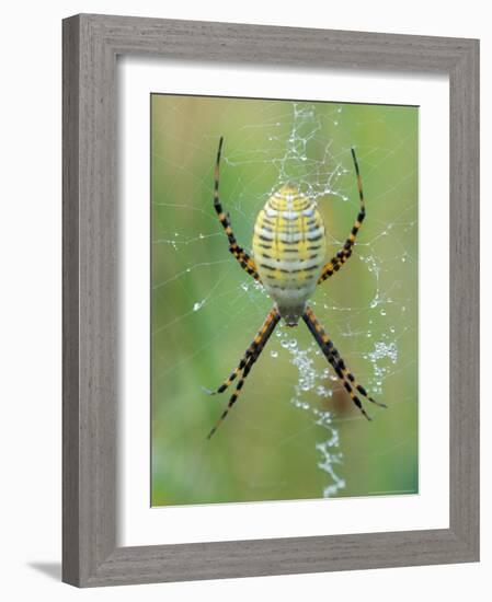 Garden Spider in Web, Grose Property at Fortunes Rocks, Biddeford, Maine, USA-Jerry & Marcy Monkman-Framed Photographic Print