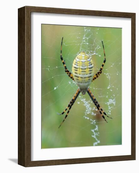 Garden Spider in Web, Grose Property at Fortunes Rocks, Biddeford, Maine, USA-Jerry & Marcy Monkman-Framed Photographic Print