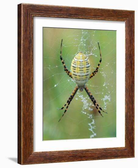 Garden Spider in Web, Grose Property at Fortunes Rocks, Biddeford, Maine, USA-Jerry & Marcy Monkman-Framed Photographic Print