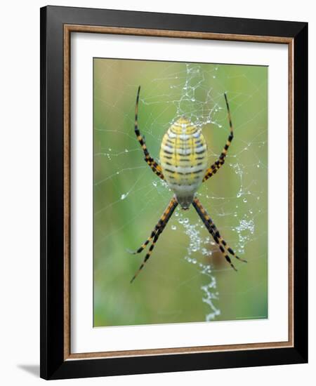 Garden Spider in Web, Grose Property at Fortunes Rocks, Biddeford, Maine, USA-Jerry & Marcy Monkman-Framed Photographic Print