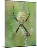Garden Spider in Web, Grose Property at Fortunes Rocks, Biddeford, Maine, USA-Jerry & Marcy Monkman-Mounted Photographic Print