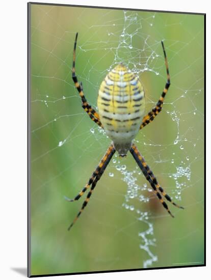 Garden Spider in Web, Grose Property at Fortunes Rocks, Biddeford, Maine, USA-Jerry & Marcy Monkman-Mounted Photographic Print