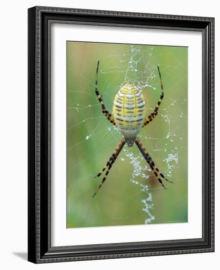 Garden Spider in Web, Grose Property at Fortunes Rocks, Biddeford, Maine, USA-Jerry & Marcy Monkman-Framed Photographic Print