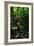 Garden Stairs II-Brian Moore-Framed Photographic Print