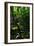 Garden Stairs II-Brian Moore-Framed Photographic Print