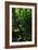 Garden Stairs II-Brian Moore-Framed Photographic Print