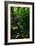 Garden Stairs II-Brian Moore-Framed Photographic Print