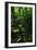 Garden Stairs II-Brian Moore-Framed Photographic Print