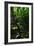 Garden Stairs II-Brian Moore-Framed Photographic Print