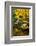 Garden Structure in Fall-neelsky-Framed Photographic Print