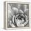 Garden Succulent III-Laura Marshall-Framed Stretched Canvas