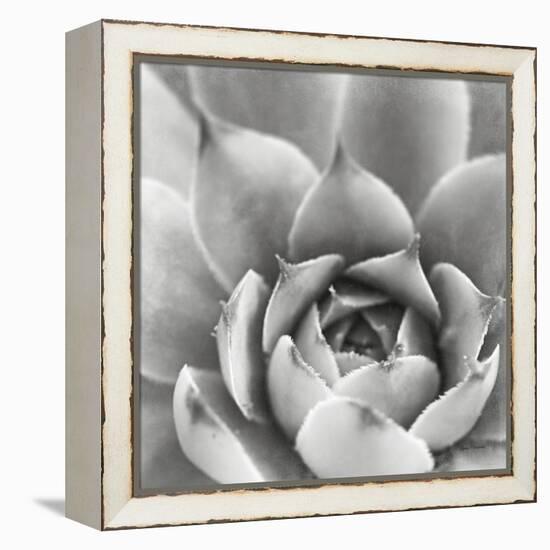 Garden Succulent III-Laura Marshall-Framed Stretched Canvas