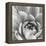 Garden Succulent III-Laura Marshall-Framed Stretched Canvas