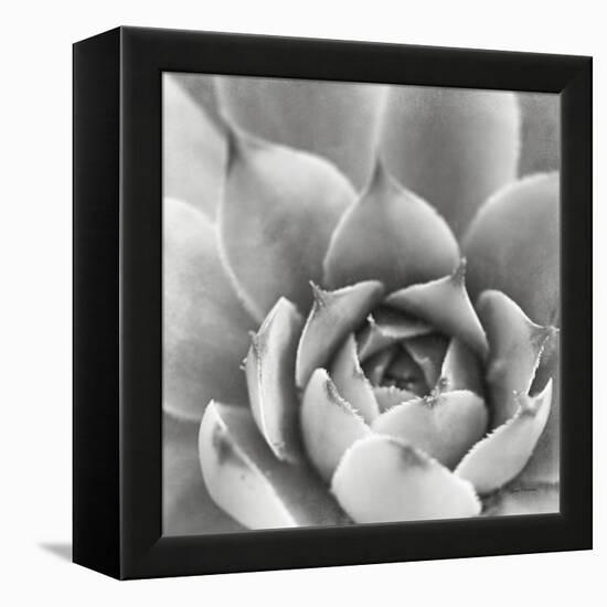 Garden Succulent III-Laura Marshall-Framed Stretched Canvas