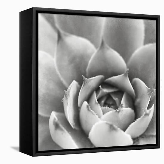 Garden Succulent III-Laura Marshall-Framed Stretched Canvas