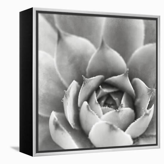 Garden Succulent III-Laura Marshall-Framed Stretched Canvas