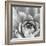 Garden Succulent III-Laura Marshall-Framed Photo