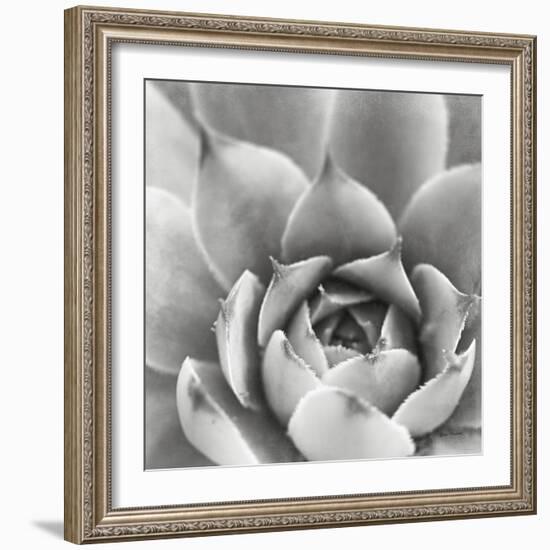 Garden Succulent III-Laura Marshall-Framed Photo