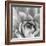 Garden Succulent III-Laura Marshall-Framed Photo