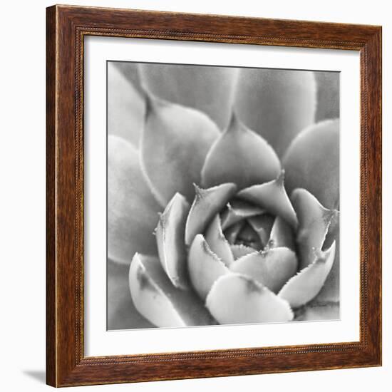 Garden Succulent III-Laura Marshall-Framed Photo