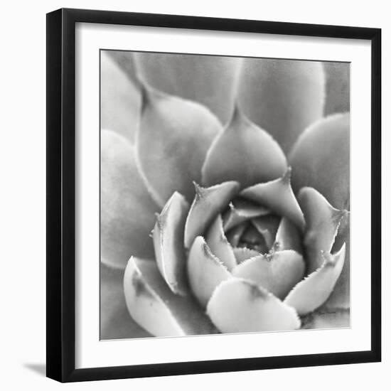 Garden Succulent III-Laura Marshall-Framed Photo