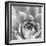 Garden Succulent III-Laura Marshall-Framed Photo