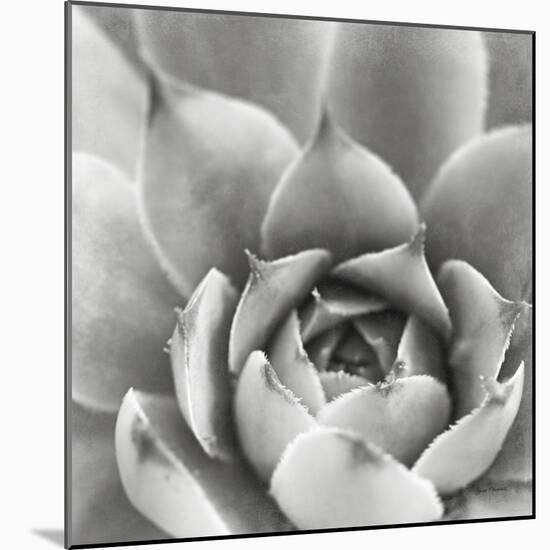 Garden Succulent III-Laura Marshall-Mounted Photo