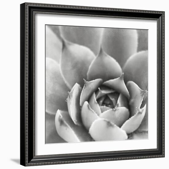 Garden Succulent III-Laura Marshall-Framed Photo