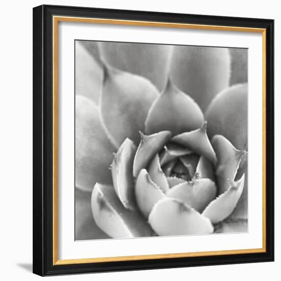 Garden Succulent III-Laura Marshall-Framed Photo