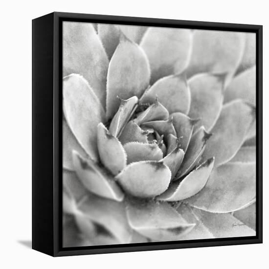 Garden Succulent IV-Laura Marshall-Framed Stretched Canvas