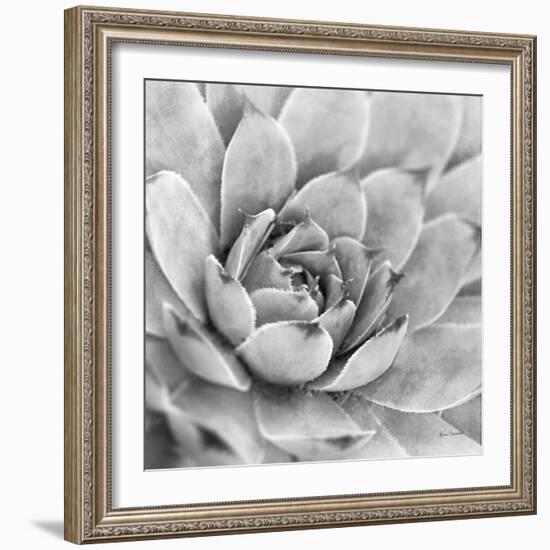 Garden Succulent IV-Laura Marshall-Framed Photo