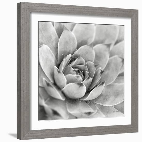 Garden Succulent IV-Laura Marshall-Framed Photo