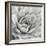 Garden Succulent IV-Laura Marshall-Framed Photo