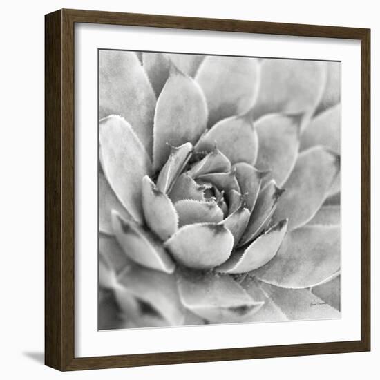 Garden Succulent IV-Laura Marshall-Framed Photo