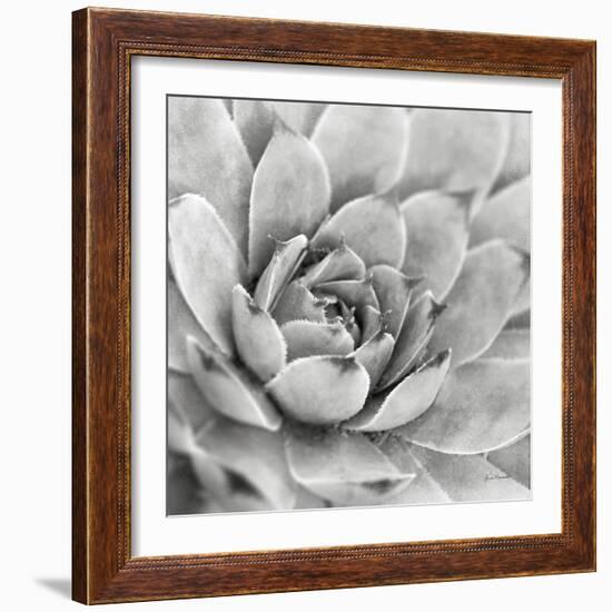 Garden Succulent IV-Laura Marshall-Framed Photo