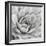 Garden Succulent IV-Laura Marshall-Framed Photo