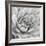 Garden Succulent IV-Laura Marshall-Framed Photo