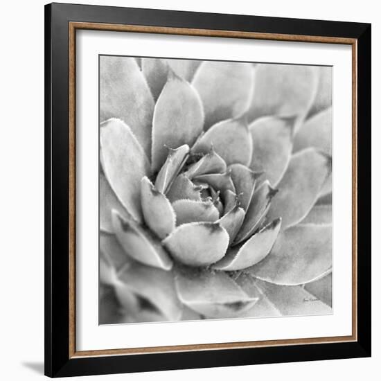 Garden Succulent IV-Laura Marshall-Framed Photo