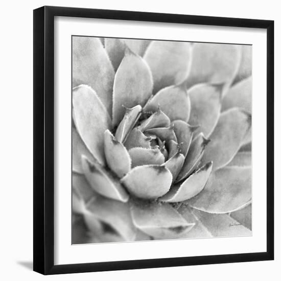 Garden Succulent IV-Laura Marshall-Framed Photo