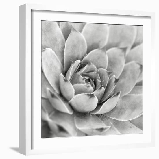 Garden Succulent IV-Laura Marshall-Framed Photo
