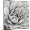 Garden Succulent IV-Laura Marshall-Mounted Photo