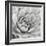 Garden Succulent IV-Laura Marshall-Framed Photo